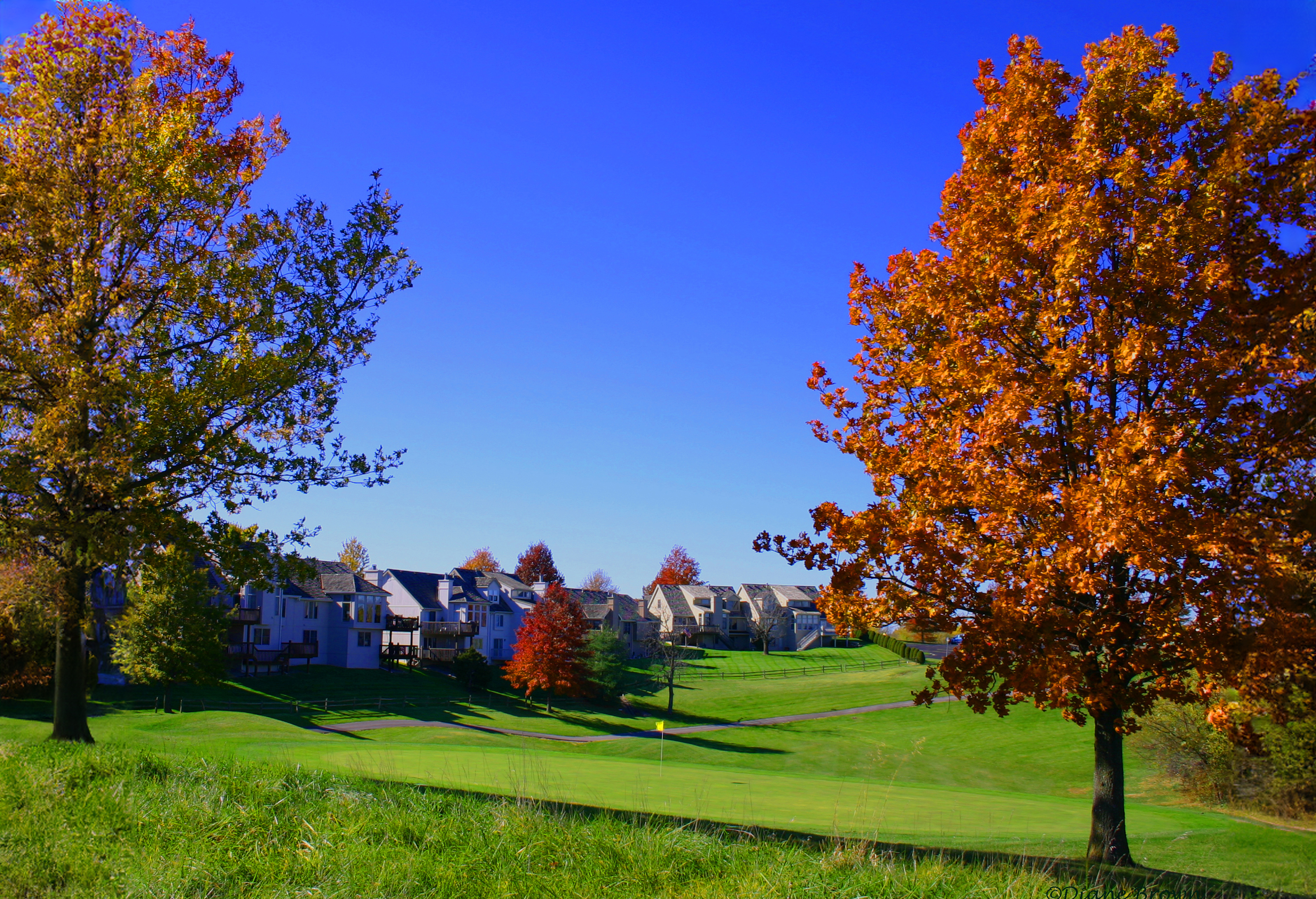 Trees on golf course